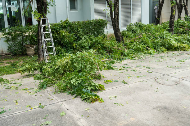 How Our Tree Care Process Works  in Westminster, TX